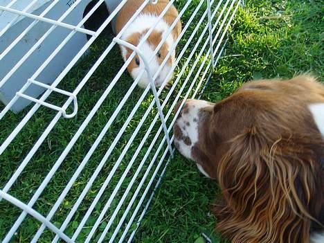 Engelsk springer spaniel Luie - må jeg ikke få et møs lille fjumse? billede 5