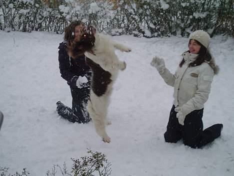 Engelsk springer spaniel Luie - især hvis man kan lege med nogen samtidig... ren sneboldskamp billede 6