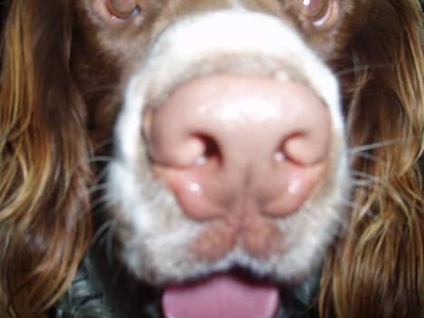 Engelsk springer spaniel Luie billede 7