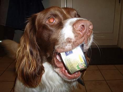 Engelsk springer spaniel Luie - tun er bare dejligt...JA! billede 8