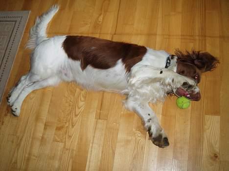 Engelsk springer spaniel Luie - udenfor leger jeg med sten, men indenfor med alt jeg kan finde heh... billede 9