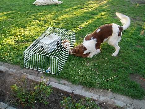 Engelsk springer spaniel Luie billede 10