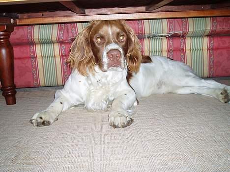 Engelsk springer spaniel Luie billede 11