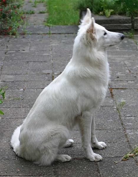 Hvid Schweizisk Hyrdehund Beyla billede 1