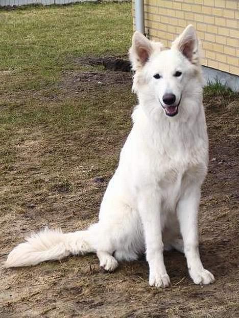 Hvid Schweizisk Hyrdehund Beyla billede 2