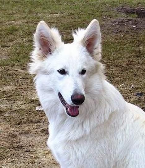 Hvid Schweizisk Hyrdehund Beyla billede 3