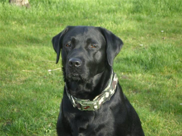 Labrador retriever *Oscar- min vagthunden* - Velkommen til min profil... billede 1