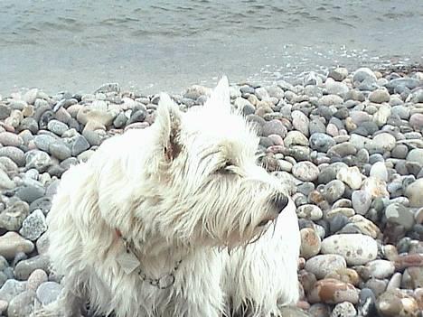 West highland white terrier Tilde :P - Taget i skagen ;D rigitgt flot hund jeg har var ? billede 1