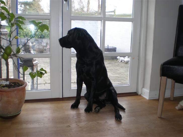 Labrador retriever *Oscar- min vagthunden* - Suk!!!! Lorte vejr... d.17/3-08 billede 5