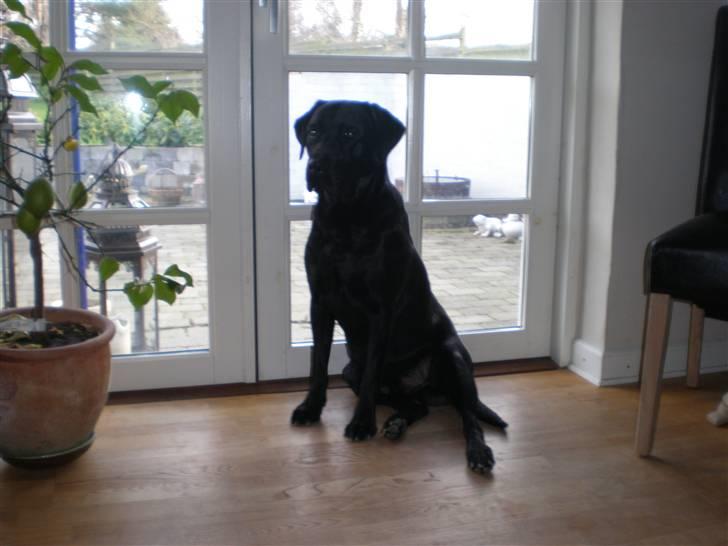 Labrador retriever *Oscar- min vagthunden* - Tager lige en slapper...  billede 6