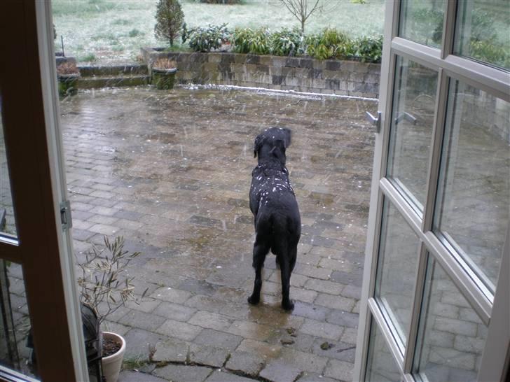 Labrador retriever *Oscar- min vagthunden* - Hey!!! Det sner... billede 7