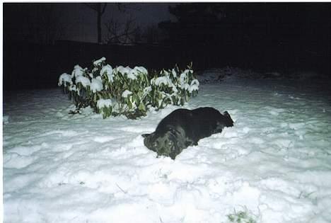 Labrador retriever *Oscar- min vagthunden* - Yes sne, DET er bare det bedste... "gammelt" billede 10