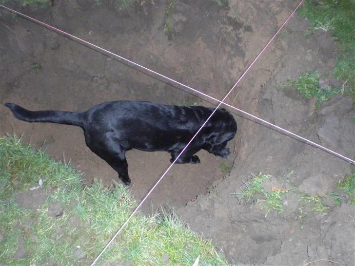 Labrador retriever *Oscar- min vagthunden* - Gravemaskinen har klaret noget, Oscar klare resten... billede 11