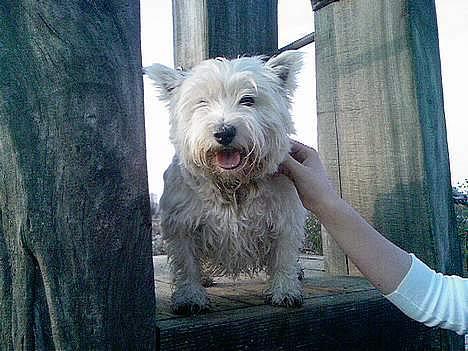 West highland white terrier Tilde :P - stik tungen ud og sig wiski billede 2