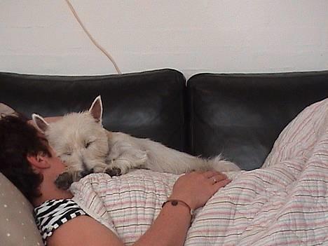 West highland white terrier Tilde :P - ZzzzZZz billede 3
