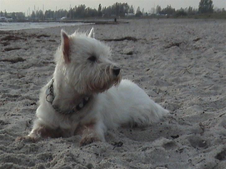 West highland white terrier Basse manden ;P - hjemme ved stranden :p billede 1