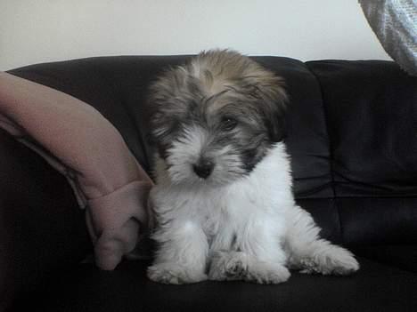 Coton de tulear Uniq Coton Sergent Pepper billede 8