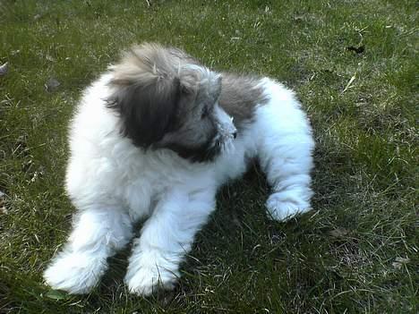Coton de tulear Uniq Coton Sergent Pepper billede 9