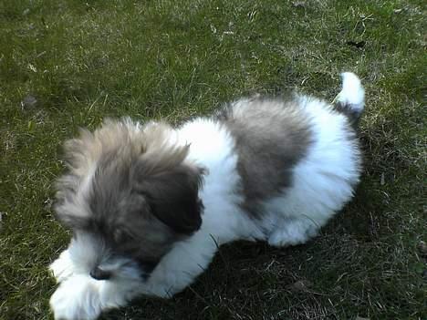 Coton de tulear Uniq Coton Sergent Pepper billede 10