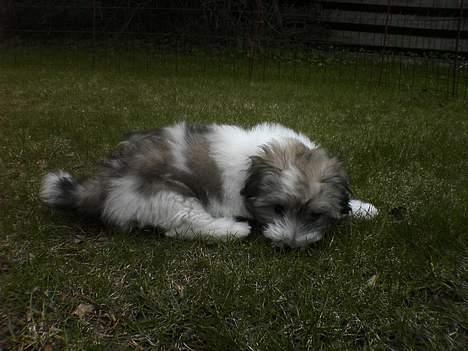 Coton de tulear Uniq Coton Sergent Pepper billede 11