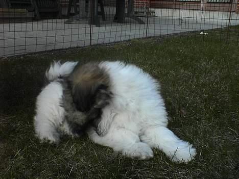 Coton de tulear Uniq Coton Sergent Pepper billede 12