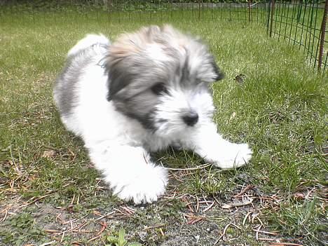 Coton de tulear Uniq Coton Sergent Pepper billede 13