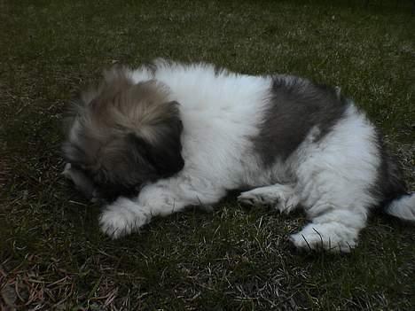 Coton de tulear Uniq Coton Sergent Pepper billede 14