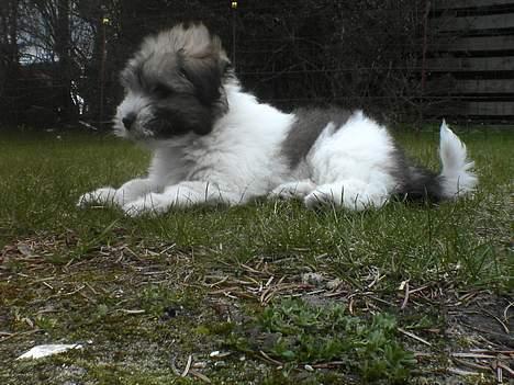 Coton de tulear Uniq Coton Sergent Pepper billede 15