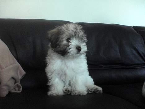 Coton de tulear Uniq Coton Sergent Pepper billede 16