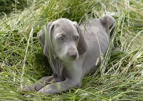 Weimaraner SØNDERSKOVENS D-KULD - SØNDERSKOVEN`S DON CHANG LE RAPIDE nyder det gode vejr og turen i brakken.  (8 uger) billede 1