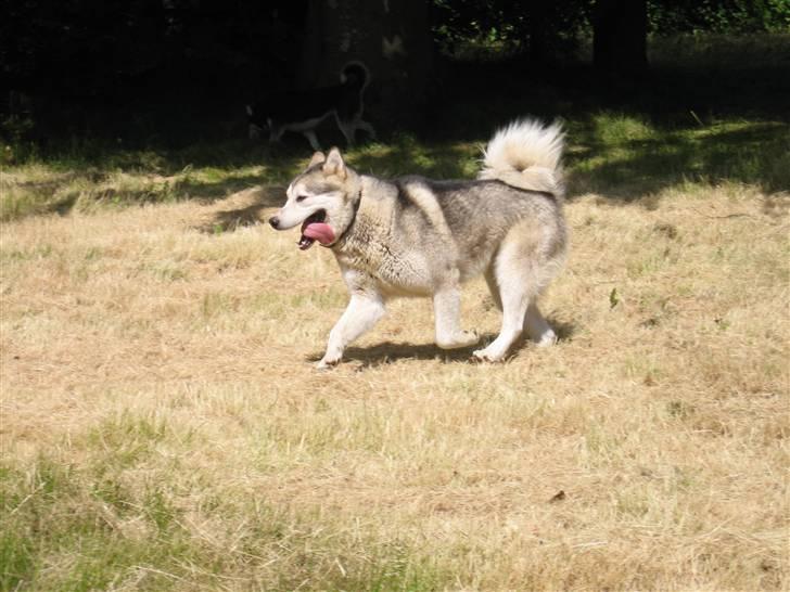 Alaskan malamute Chinook billede 15