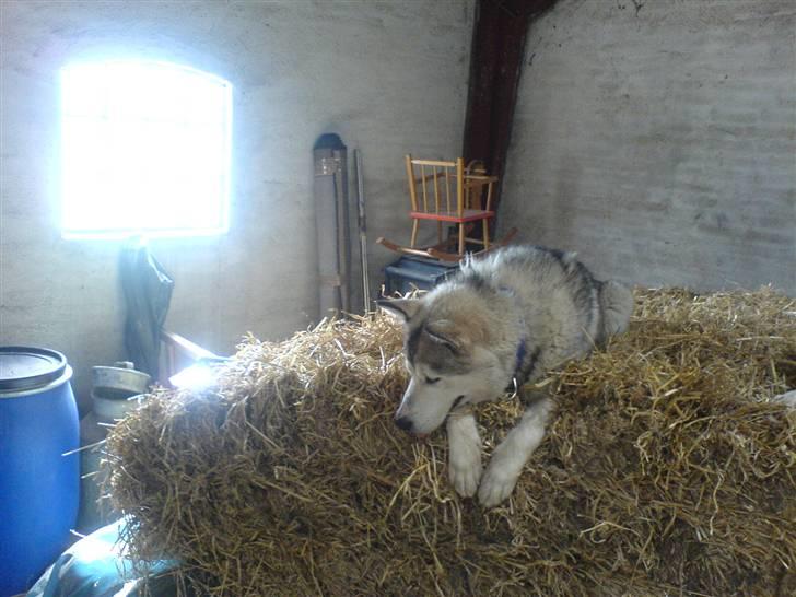 Alaskan malamute Chinook - Øøhh hvem der?!? billede 16