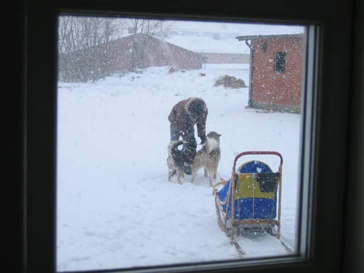 Alaskan malamute Chinook - Se hvor fine vi er billede 17
