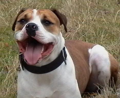 Amerikansk bulldog Kettners Kiara, "Shiva" billede 8