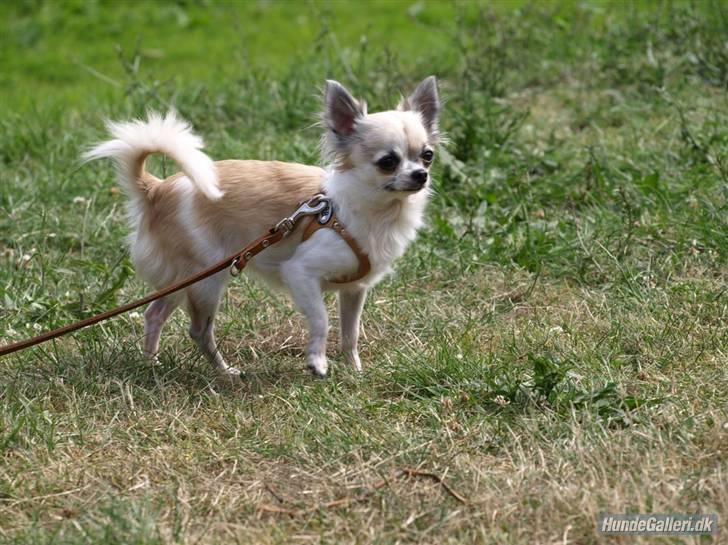 Chihuahua Nala billede 3