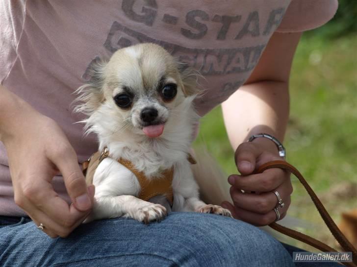 Chihuahua Nala billede 4