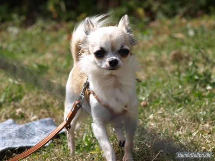 Chihuahua Nala - Nær foto...  billede 5