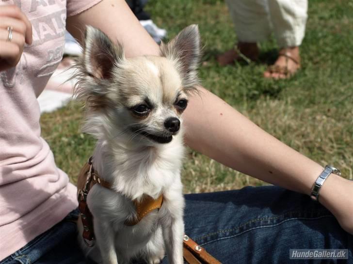 Chihuahua Nala - Her ligger jeg.. :-) billede 6