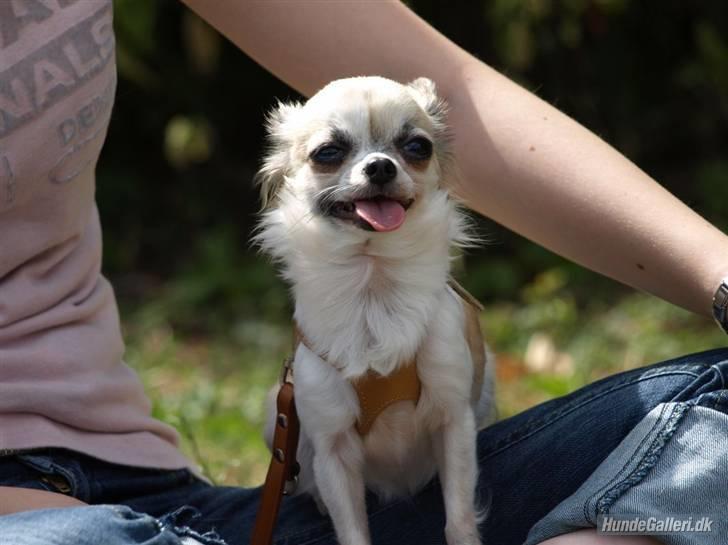 Chihuahua Nala billede 7