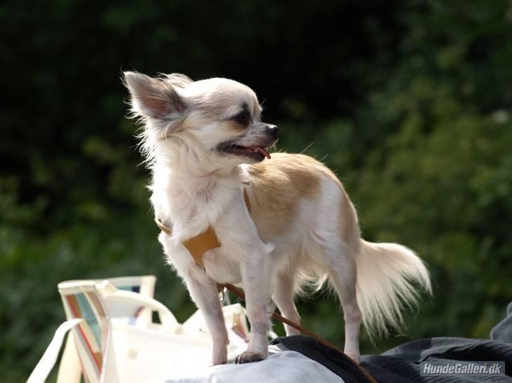 Chihuahua Nala billede 8