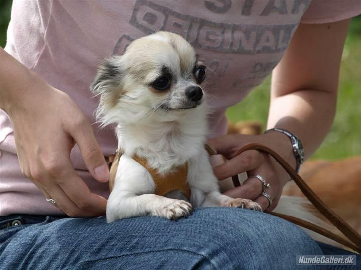 Chihuahua Nala - Smukke Nala... billede 9