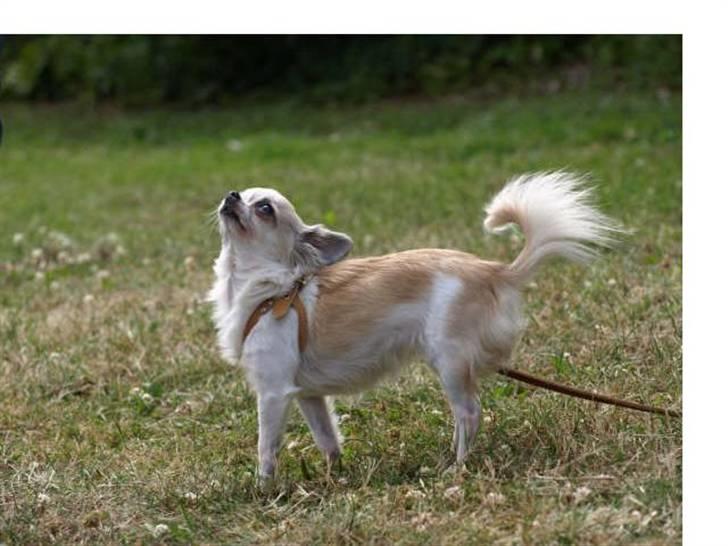 Chihuahua Nala billede 11