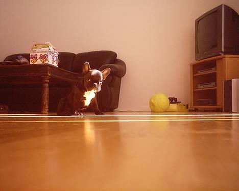 Fransk bulldog Gemelli - på stjernerne - sidder pænt :) billede 12