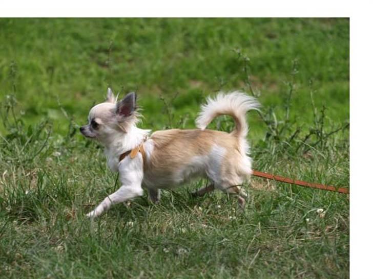 Chihuahua Nala billede 12