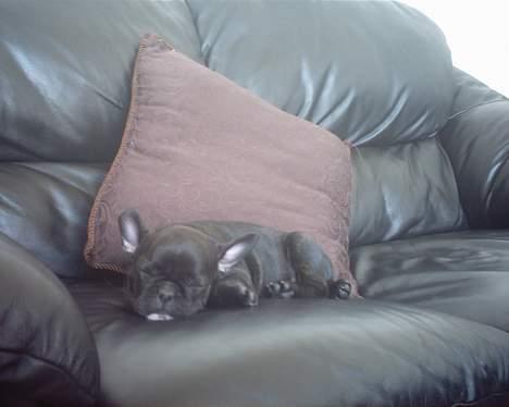 Fransk bulldog Gemelli - på stjernerne - puha det er hårdt at  være hvalp :) billede 13