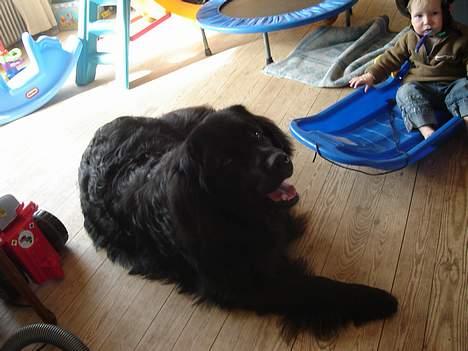 Newfoundlænder Balto - Ligger lige og slapper af... billede 3