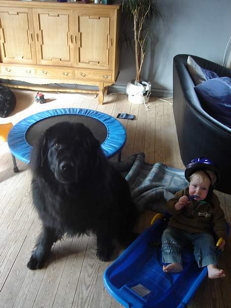 Newfoundlænder Balto - Jeg elsker at få taget billeder... billede 4