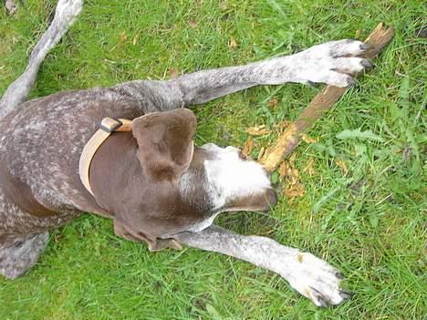 Blanding af racer Ticki billede 1