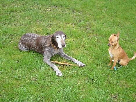 Blanding af racer Ticki billede 2