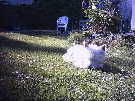 West highland white terrier Tilde :P - Her er hun nok 2/3 år ;P billede 4